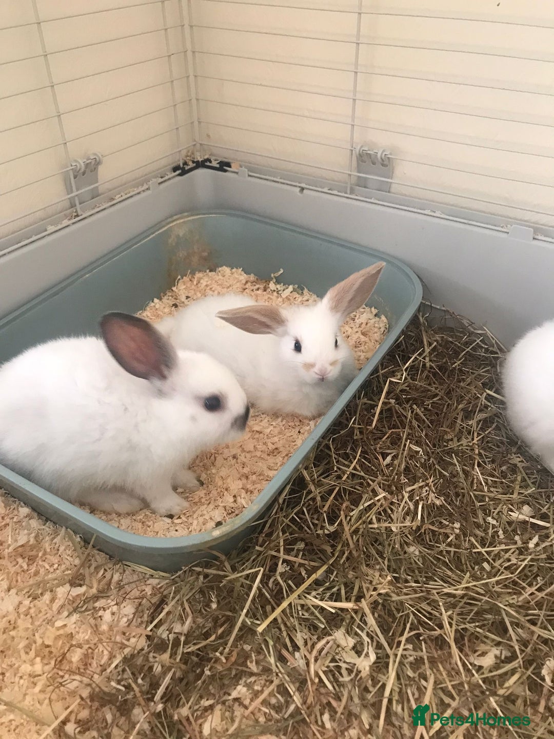 Mini Lop rabbits for sale: Baby rabbits  - Advert 4