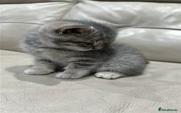 British Shorthair cats for sale: British Shorthair Kittens - Image 7