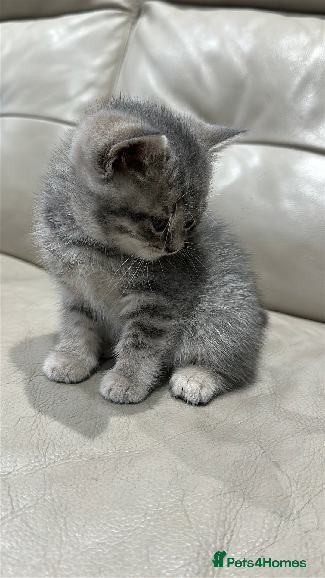 British Shorthair cats for sale: British Shorthair Kittens - Image 7