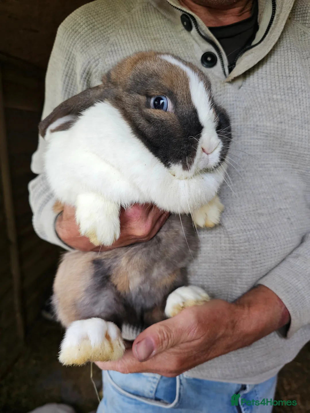 Mini Lop rabbits for sale: Stunning Mini lops - Advert 2