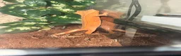 Gecko reptiles for sale: Female confetti Dalmatian crested gecko - Advert 3