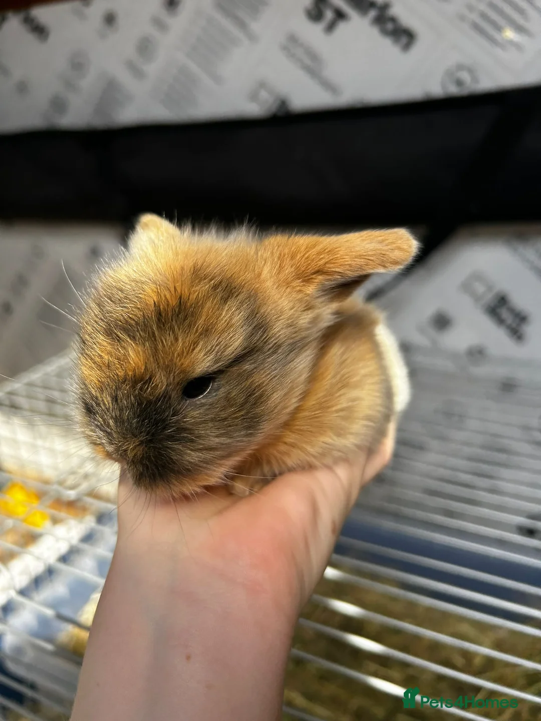 Mixed Breed rabbits for sale: Lion head and mini lop baby rabbits - Advert 2