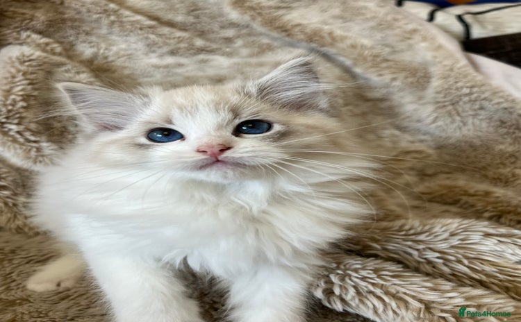 Ragdoll cats GCCF Registered Ragdoll Kittens  - Advert 16