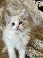 Ragdoll cats GCCF Registered Ragdoll Kittens - Advert 1