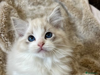 Ragdoll cats GCCF Registered Ragdoll Kittens - Advert 18
