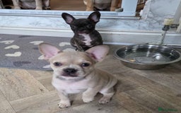 Mixed Breed dogs for sale: Frenchie x chihuahua - Image 2
