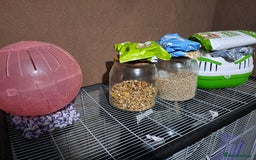 Rat rodents for sale: 2 male dumbo rats and cage  - Image 2