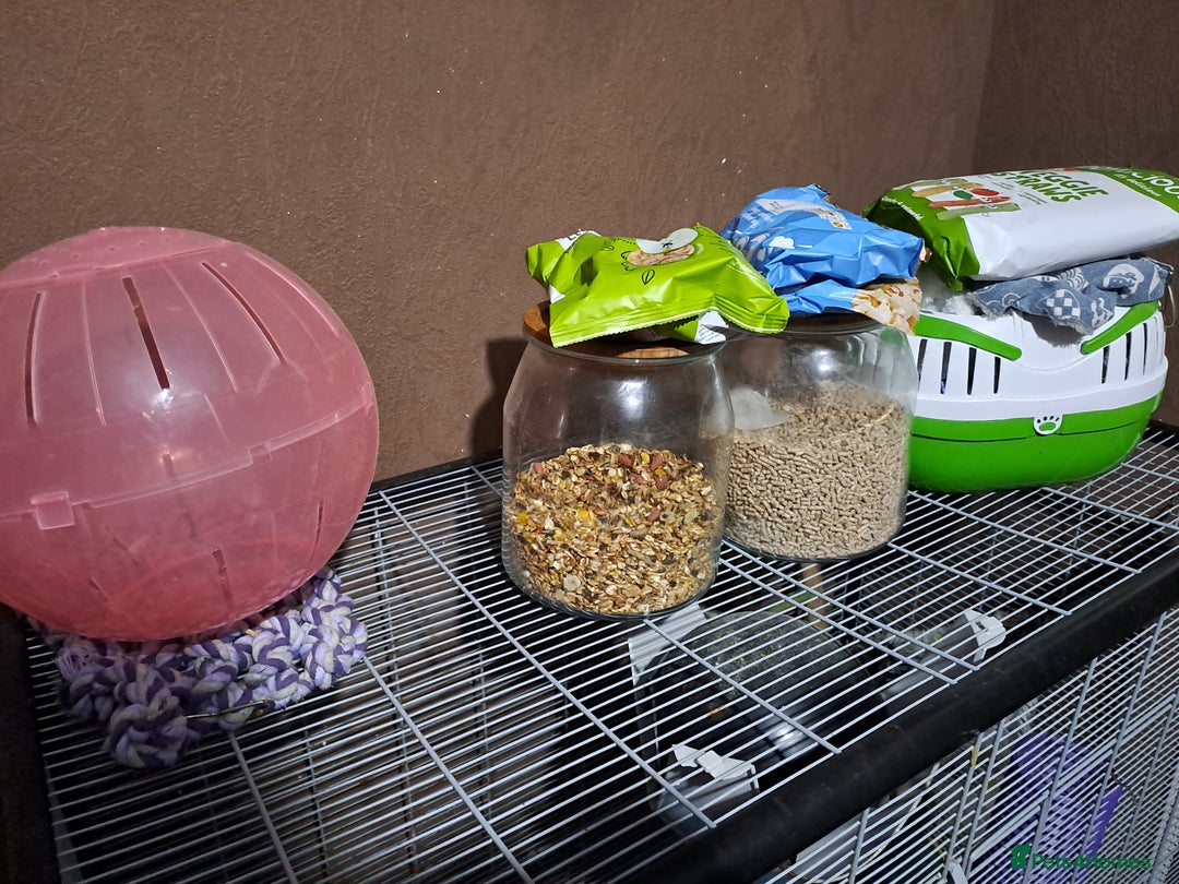 Rat rodents for sale: 2 male dumbo rats and cage  - Image 2