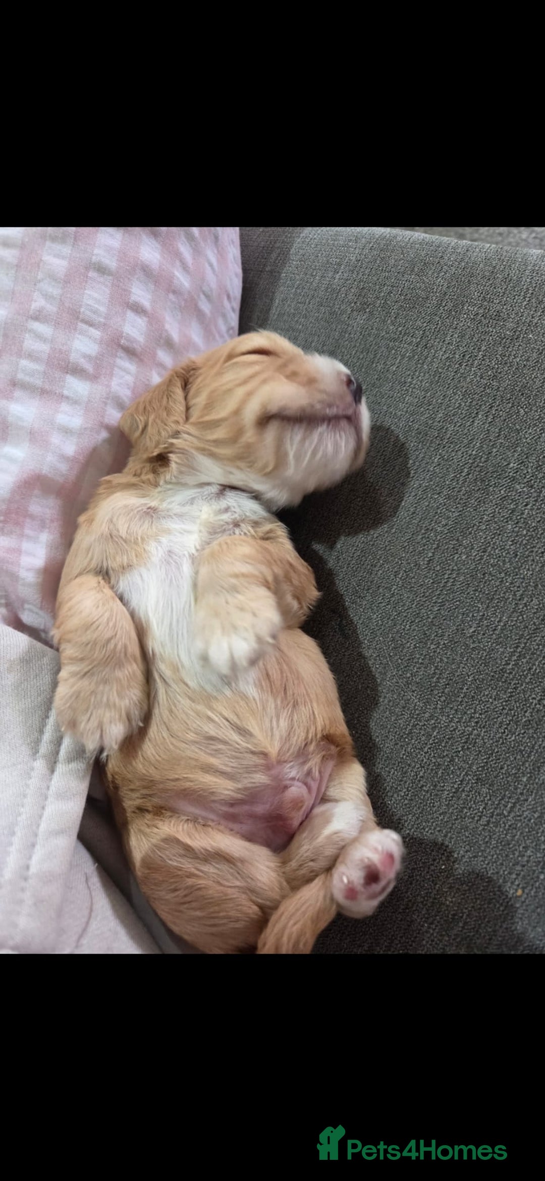 Cocker Spaniel dogs for sale: 6 week old cocker spaniel puppies  - Image 7