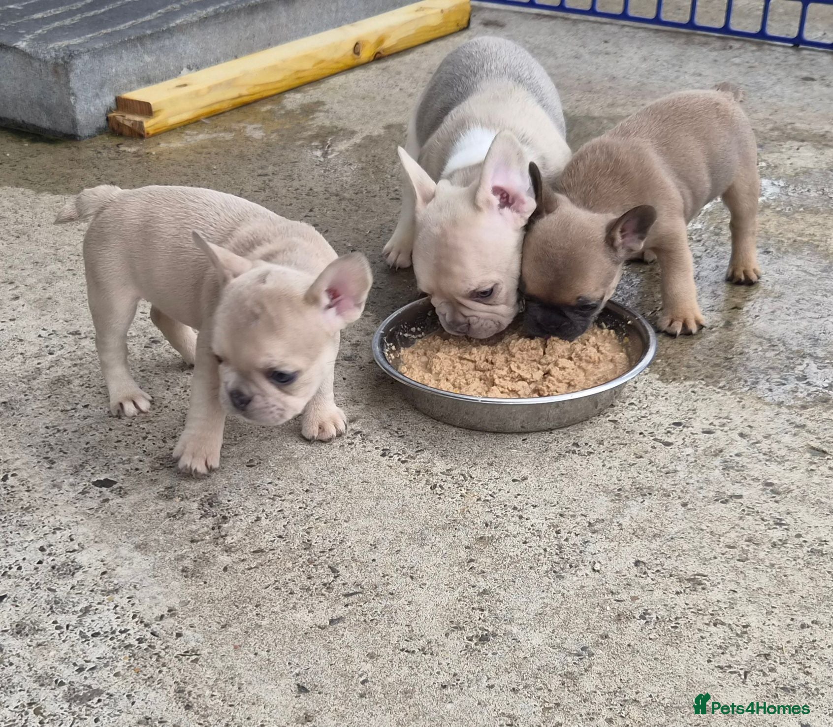 French Bulldog dogs French Bulldog KC Puppies - Advert 1