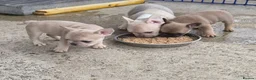 French Bulldog dogs for sale: French Bulldog KC Puppies - Advert 20