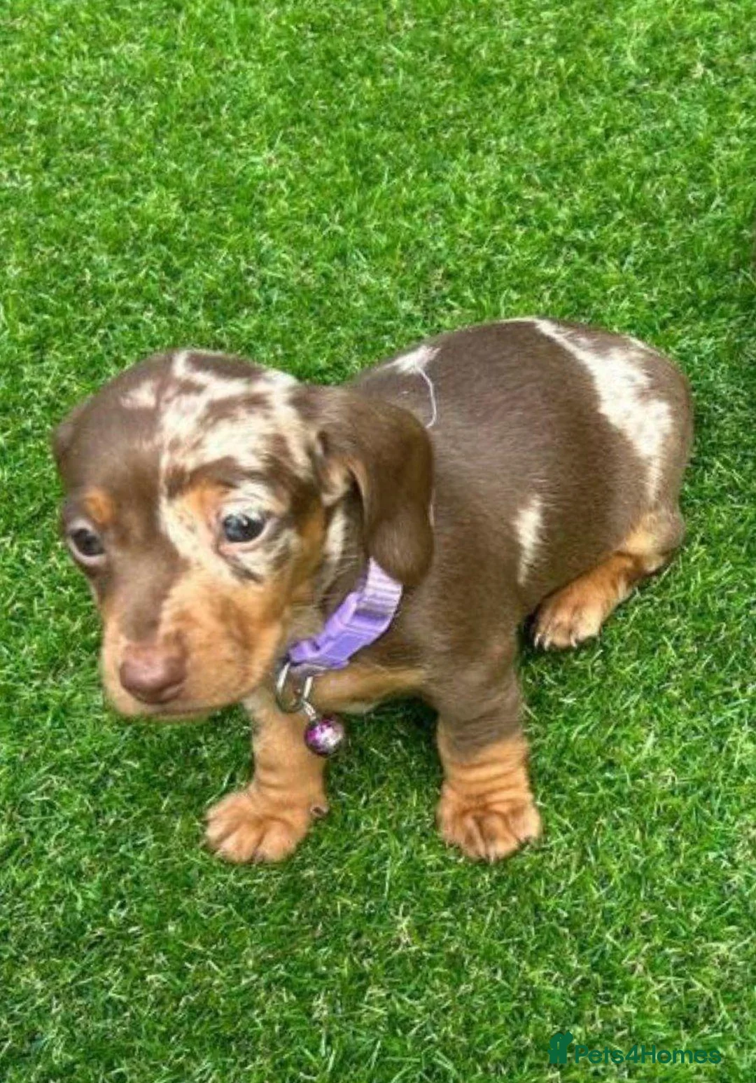 Miniature Dachshund dogs for sale: BEAUTIFUL MINIATURE DACHSHUND PUPPIES FOR SALE - Advert 7
