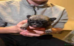 Pug dogs for sale: Pug Puppies for sale  - Image 2