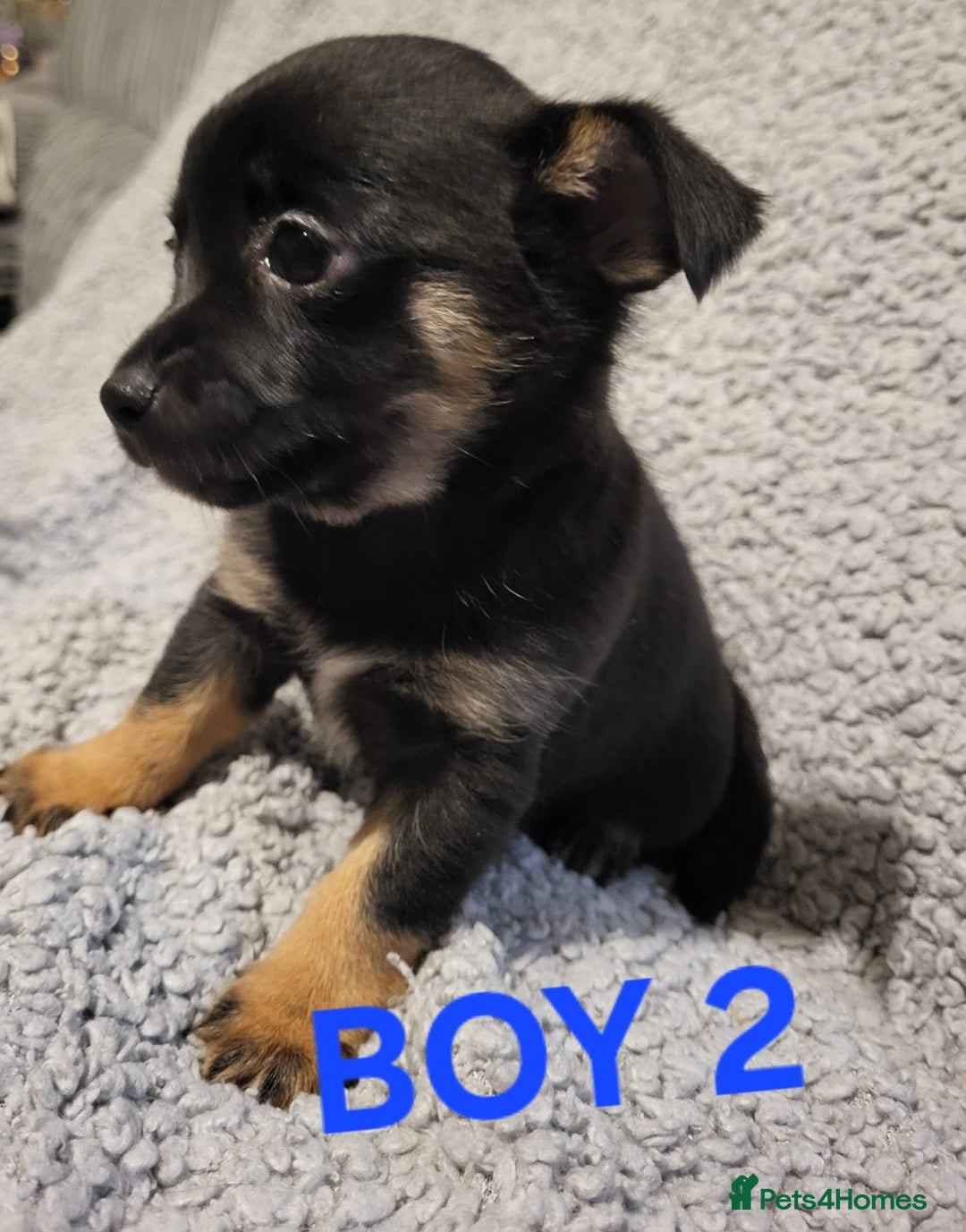 Chihuahua dogs for sale: Chihuahua puppies  - Advert 8