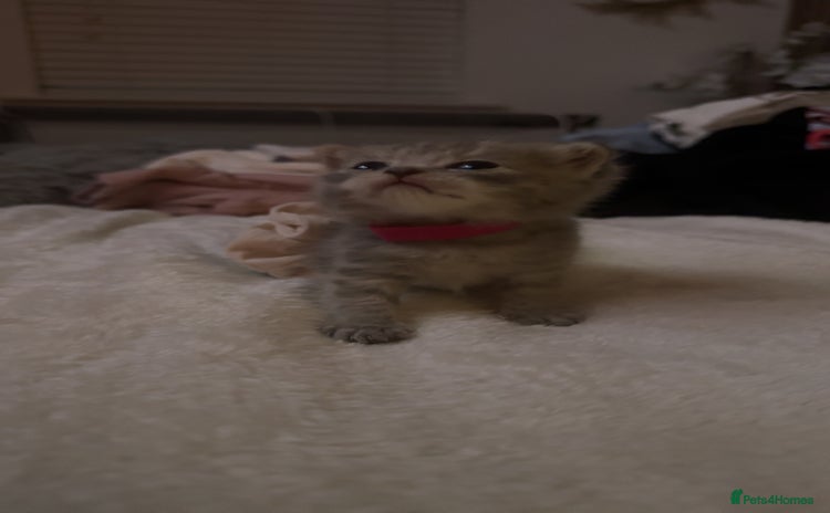 Scottish Fold cats - Advert 1