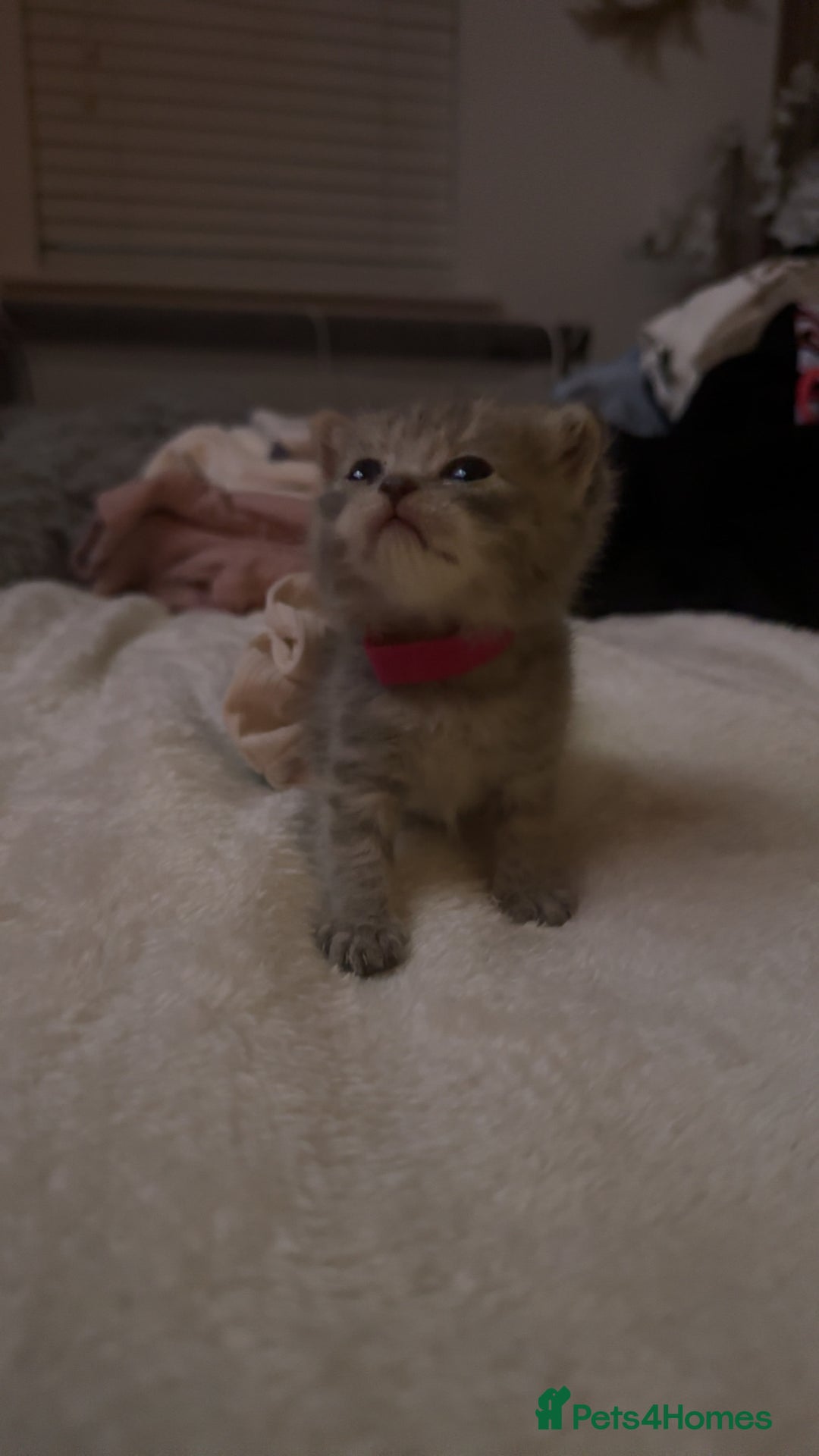 Scottish Fold cats for sale: Scottish straight  - Image 1