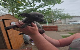 American Bull Staffy dogs for sale: Staffy puppies 🐶  - Image 12