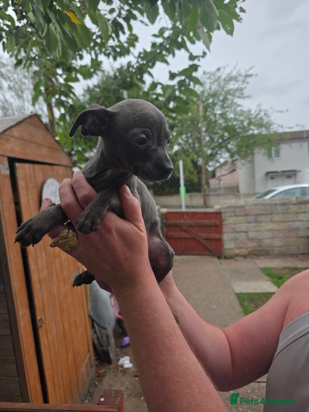 American Bull Staffy dogs for sale: Staffy puppies 🐶  - Image 12