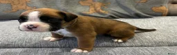 Boxer dogs for sale: Beautiful, KC registerd boxer puppies for sale - Advert 15
