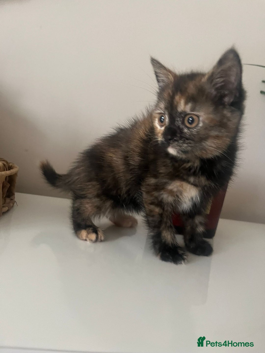 British Longhair cats for sale: Female kitten ready to go 💗  - Advert 5