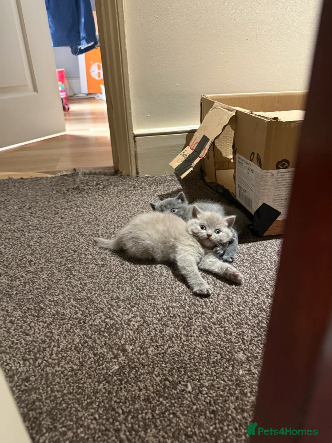 British Shorthair cats for sale: Cute and cuddly British Shorthaired kittens  - Advert 18