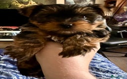 Yorkshire Terrier dogs for sale: KC registered Yorkshire Terrier puppy in Worthing - Image 1