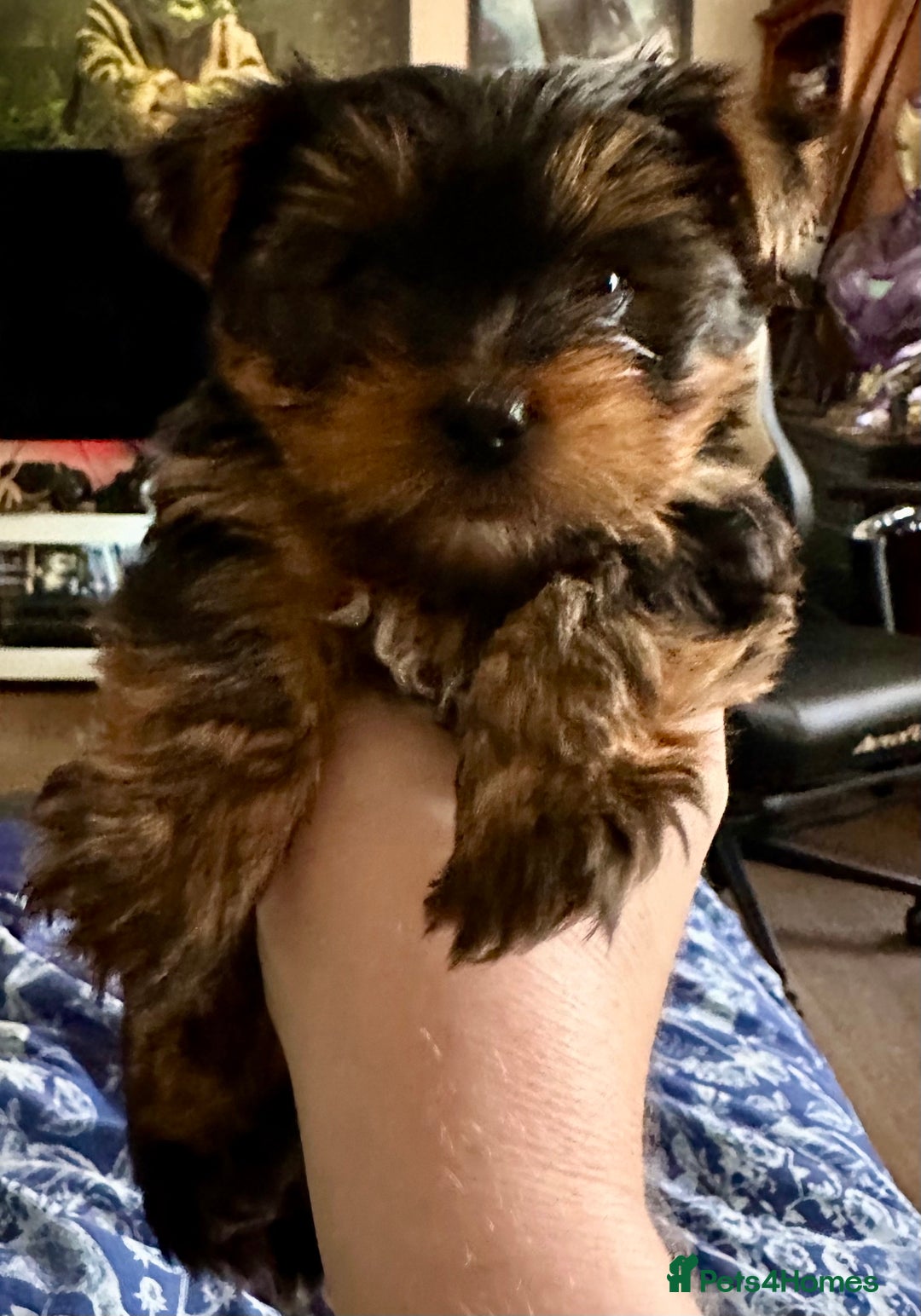 Yorkshire Terrier dogs for sale: KC registered Yorkshire Terrier puppy in Worthing - Image 1