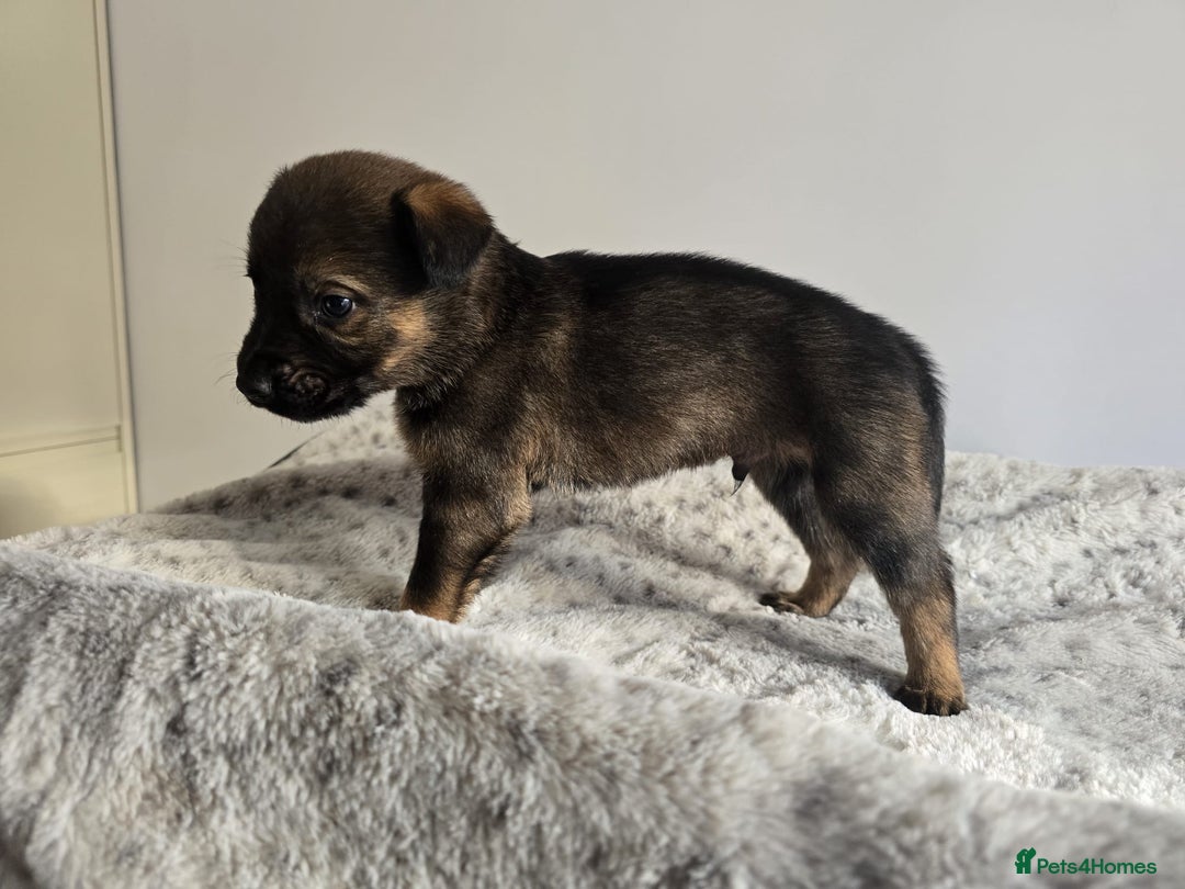 Mixed Breed dogs for sale: German Shepherd cross American bulldog puppies - Image 11