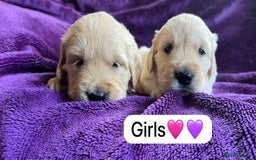 Golden Retriever dogs for sale: Gorgeous chunky golden retriever puppies - Image 9