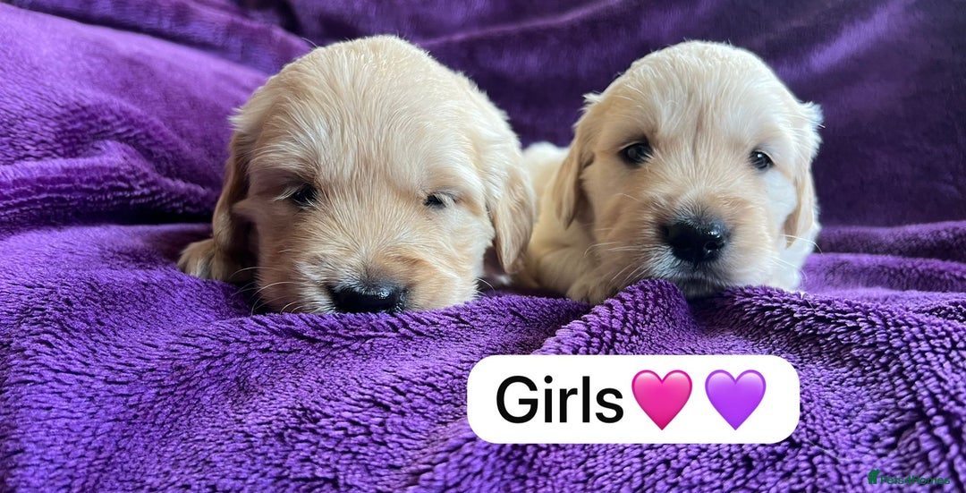 Golden Retriever dogs for sale: Gorgeous chunky golden retriever puppies - Image 9