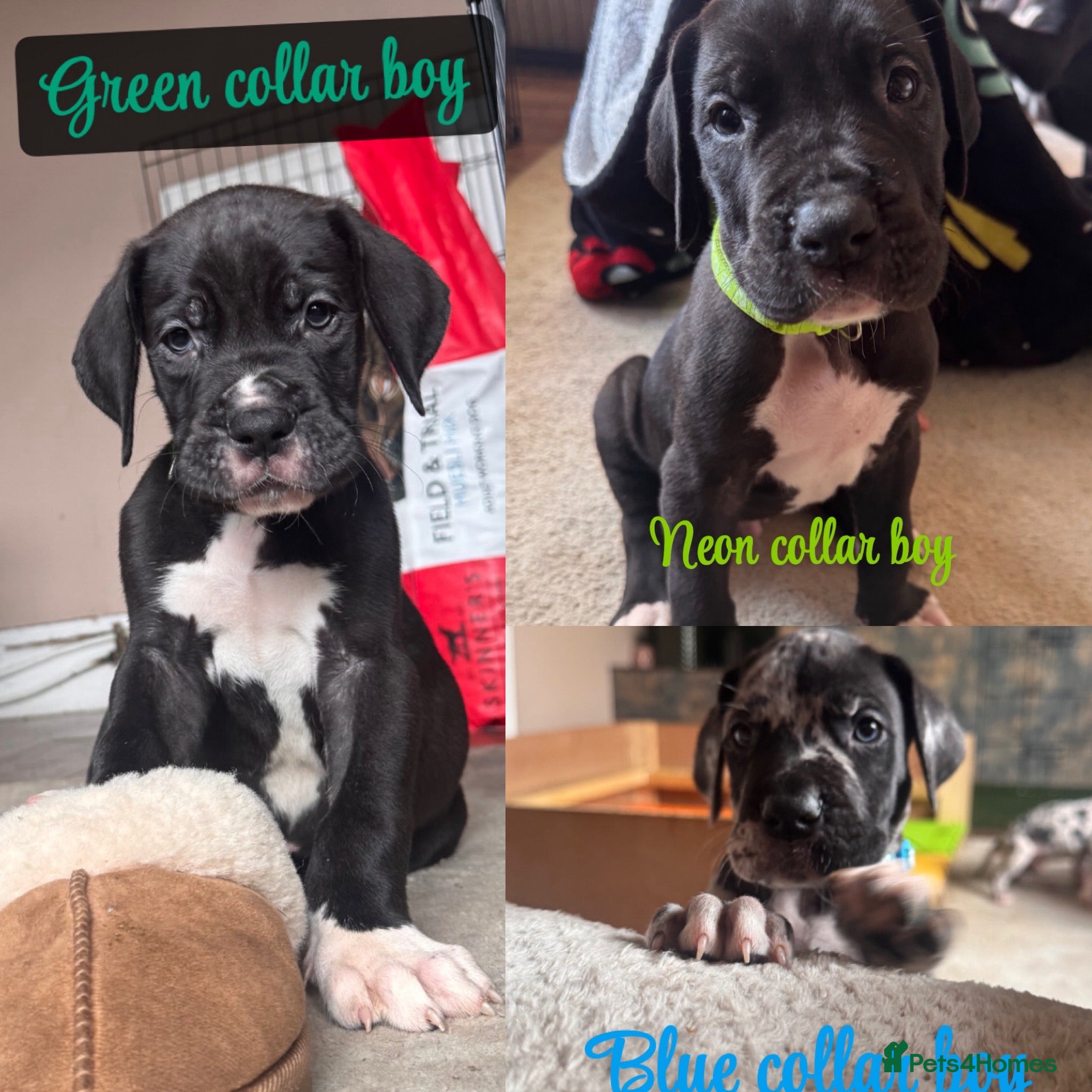 Great Dane dogs KC registered Great Dane pups - Advert 6