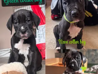 Great Dane dogs KC registered Great Dane pups - Advert 6