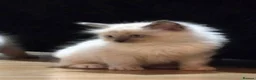 Ragdoll cats for sale: Purebred Ragdoll Kittens, Ready to Go - Advert 23