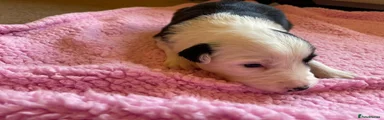 Border Collie 3