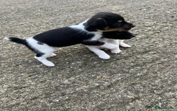 Jack Russell dogs for sale: Jack Russell puppies for sale  - Image 4