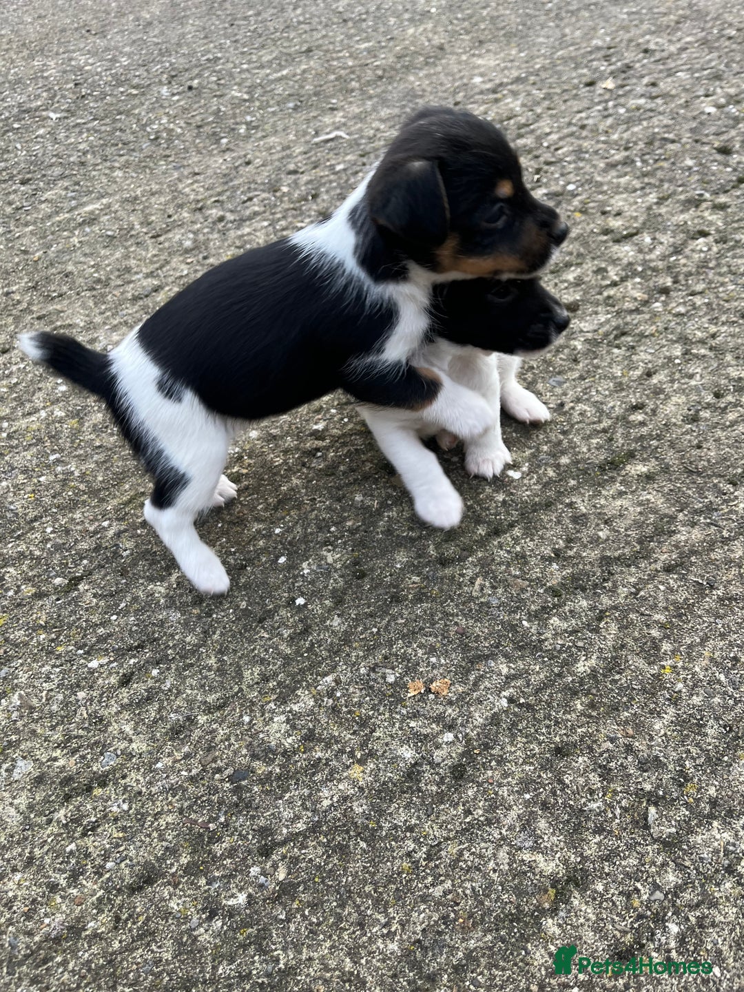 Jack Russell dogs for sale: Jack Russell puppies for sale  - Image 4