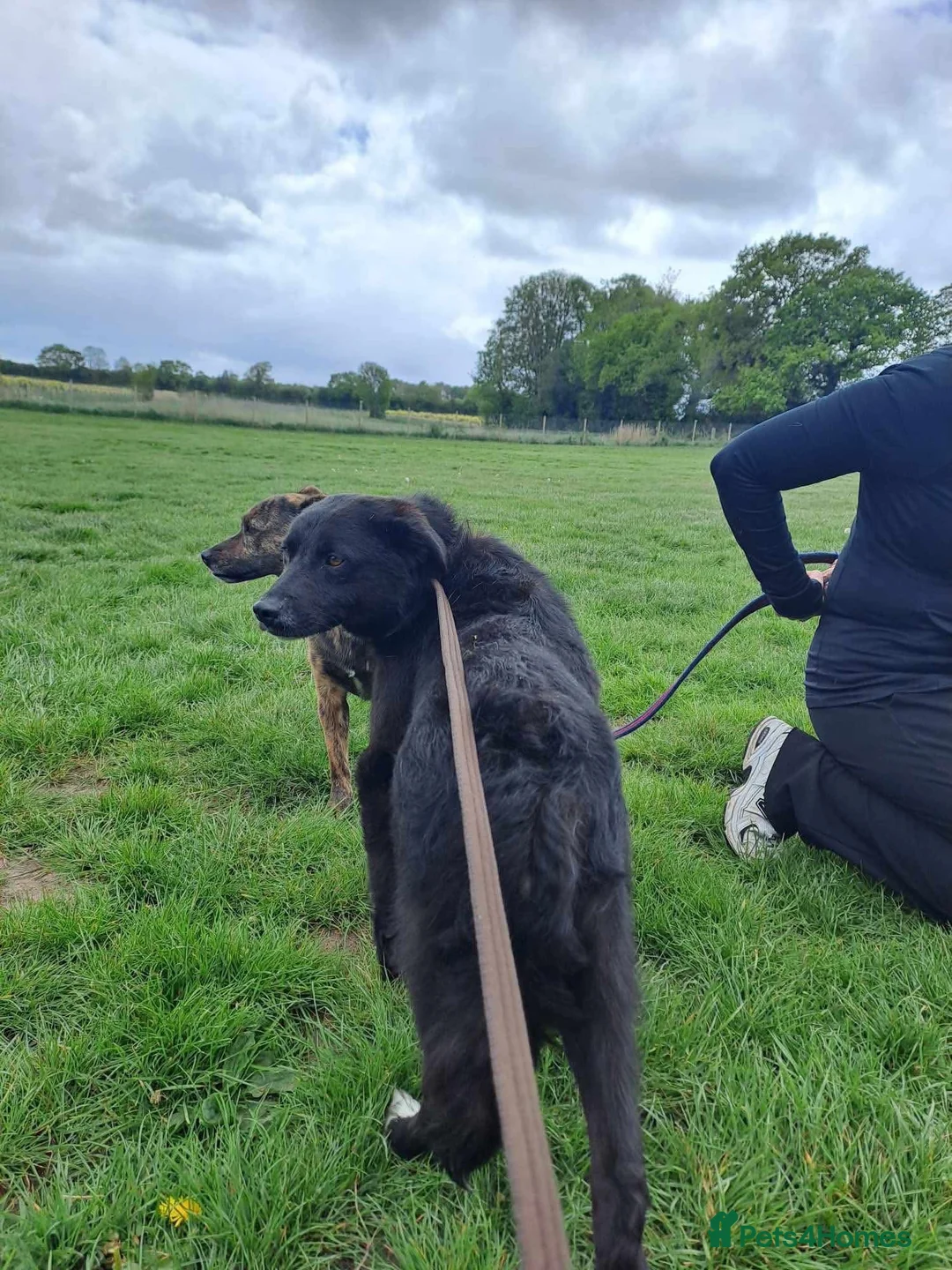 Mixed Breed dogs for adoption: Bobbin - Norwich Norfolk  in Wymondham - Advert 15