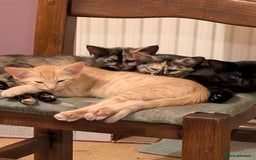 Siamese cats for sale: Kittens  - Image 3