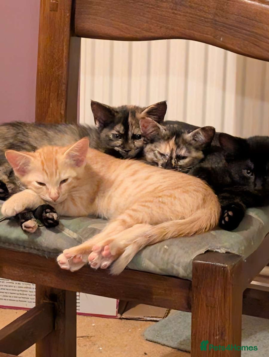 Siamese cats for sale: Kittens  - Image 3