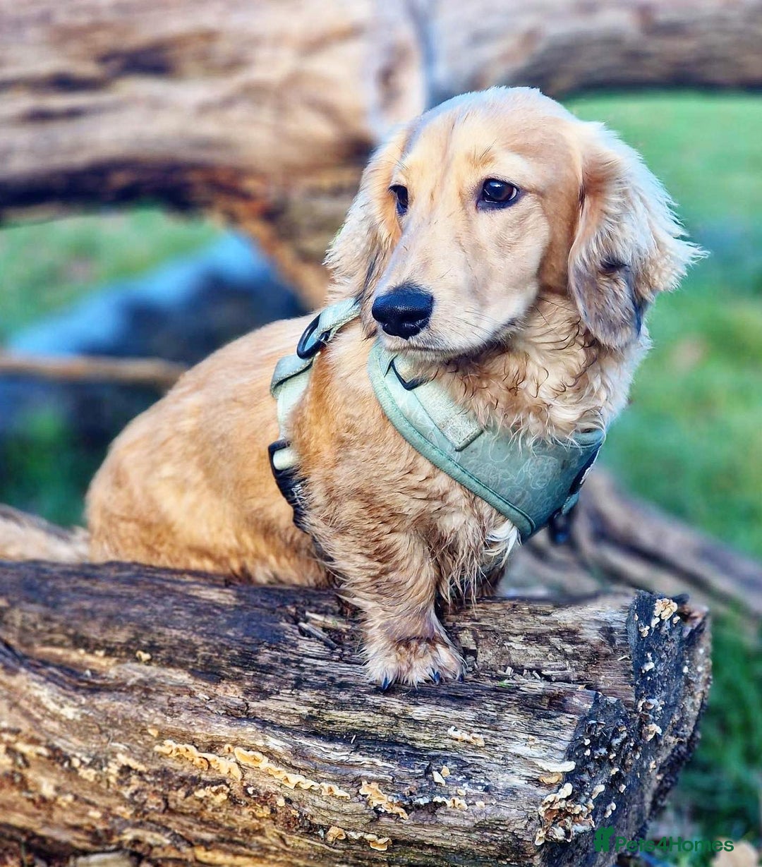 Miniature Dachshund dogs for stud: miniature longhaired dachshund for stud  in Newport - Advert 6