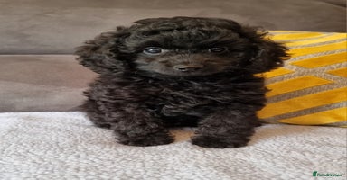 Cockapoo dogs - Advert 11