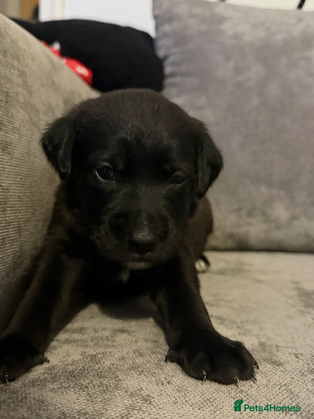 Borador dogs for sale: Borador Puppies - Advert 9