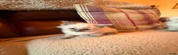 Ragdoll cats for sale: Beautiful Ragdol Kittens - Advert 18