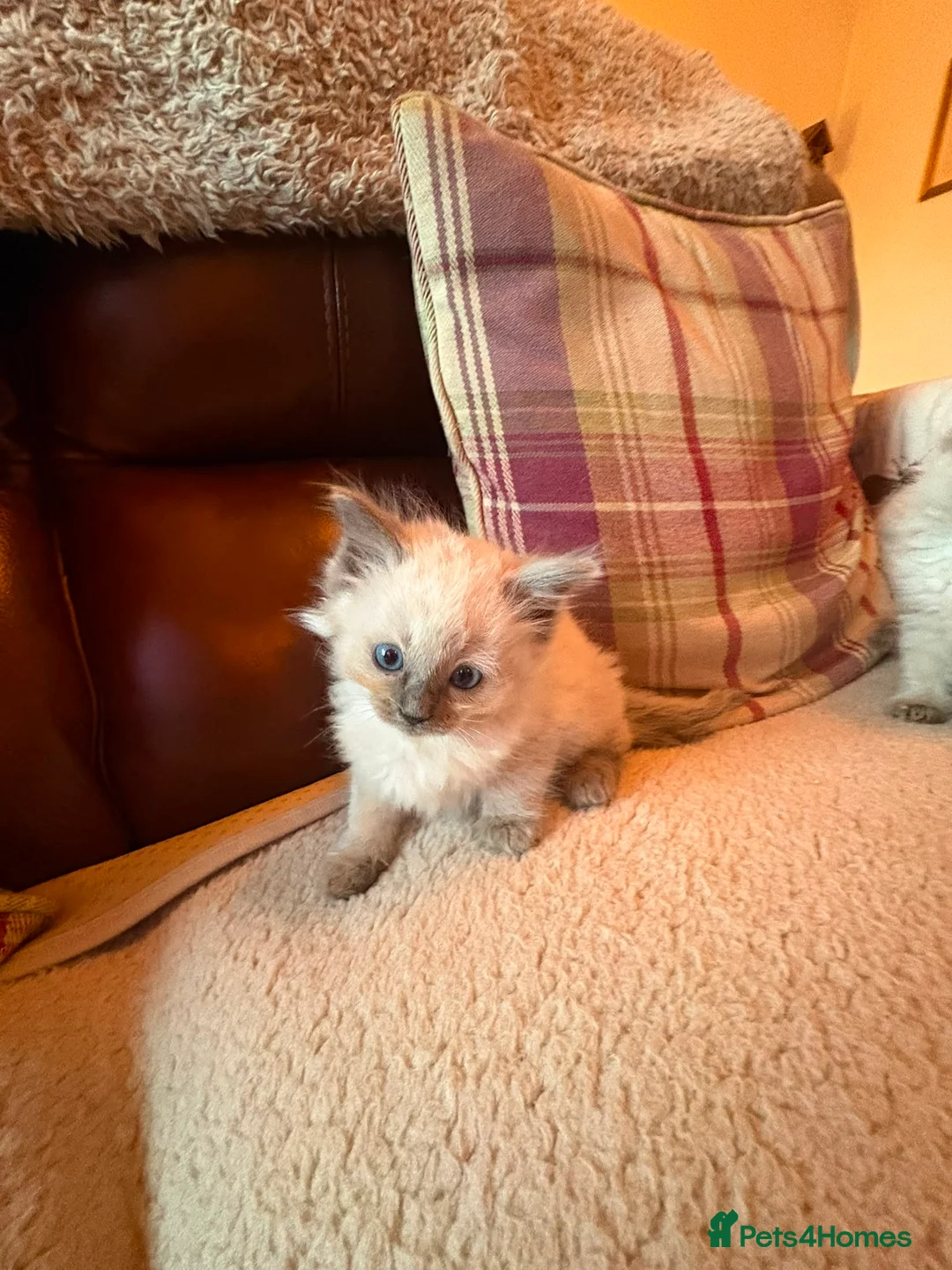 Ragdoll cats for sale: Beautiful Ragdol Kittens - Advert 18