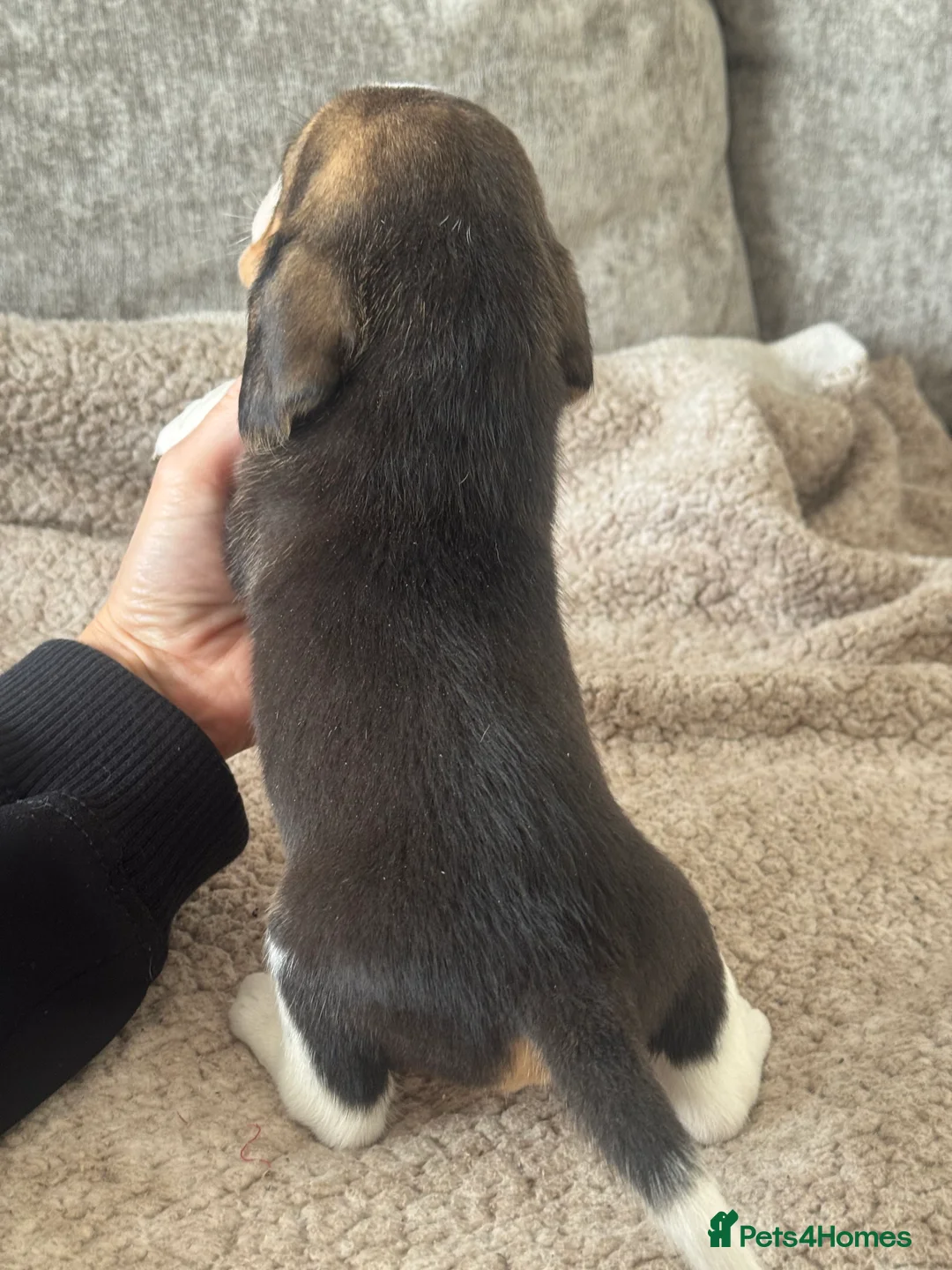Beagle dogs for sale: TRUE SHOW TYPE KC REGISTERED BEAGLES - Advert 35