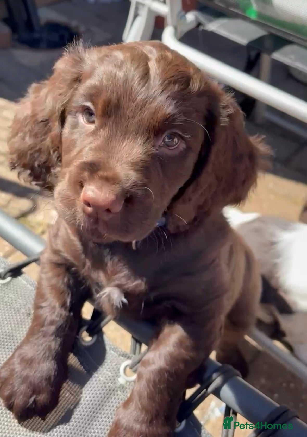 Cocker Spaniel dogs Last Working cocker Available RKC - Ready Now  - Advert 17