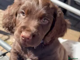 Cocker Spaniel dogs Last Working cocker Available RKC - Ready Now - Advert 6