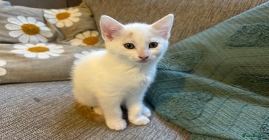Turkish Van cats - Advert 12