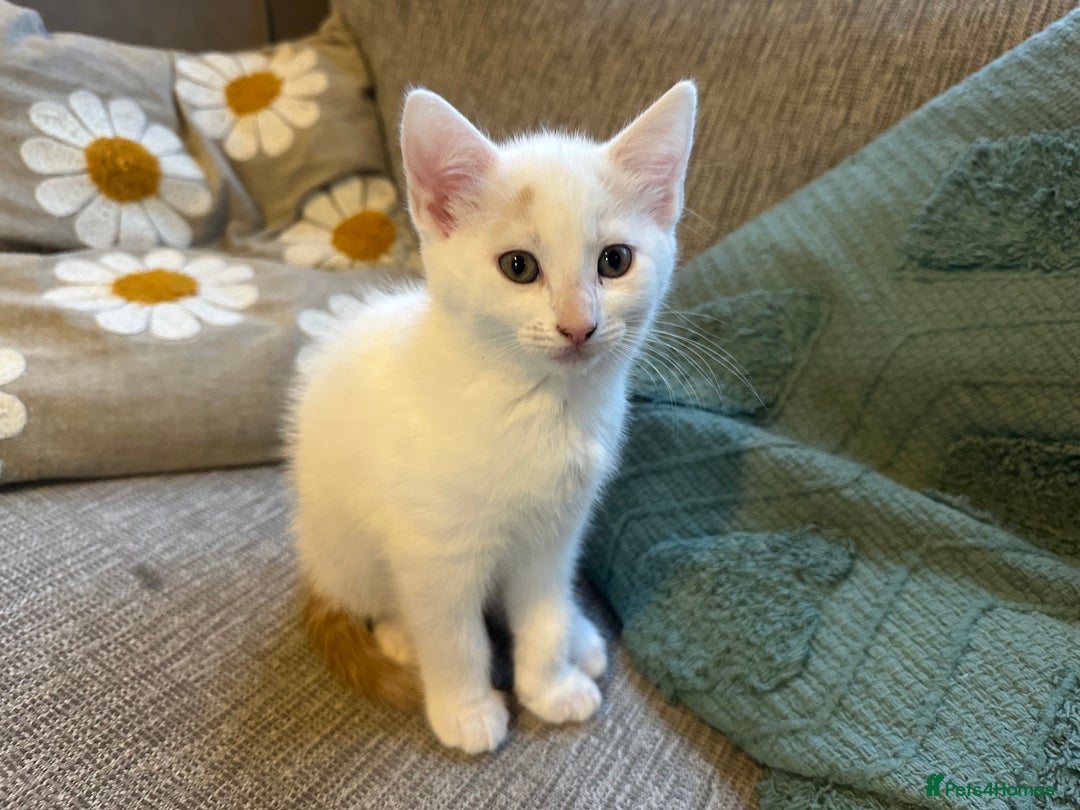 Turkish Van cats for sale: 5 beautiful kittens looking for families  - Image 3