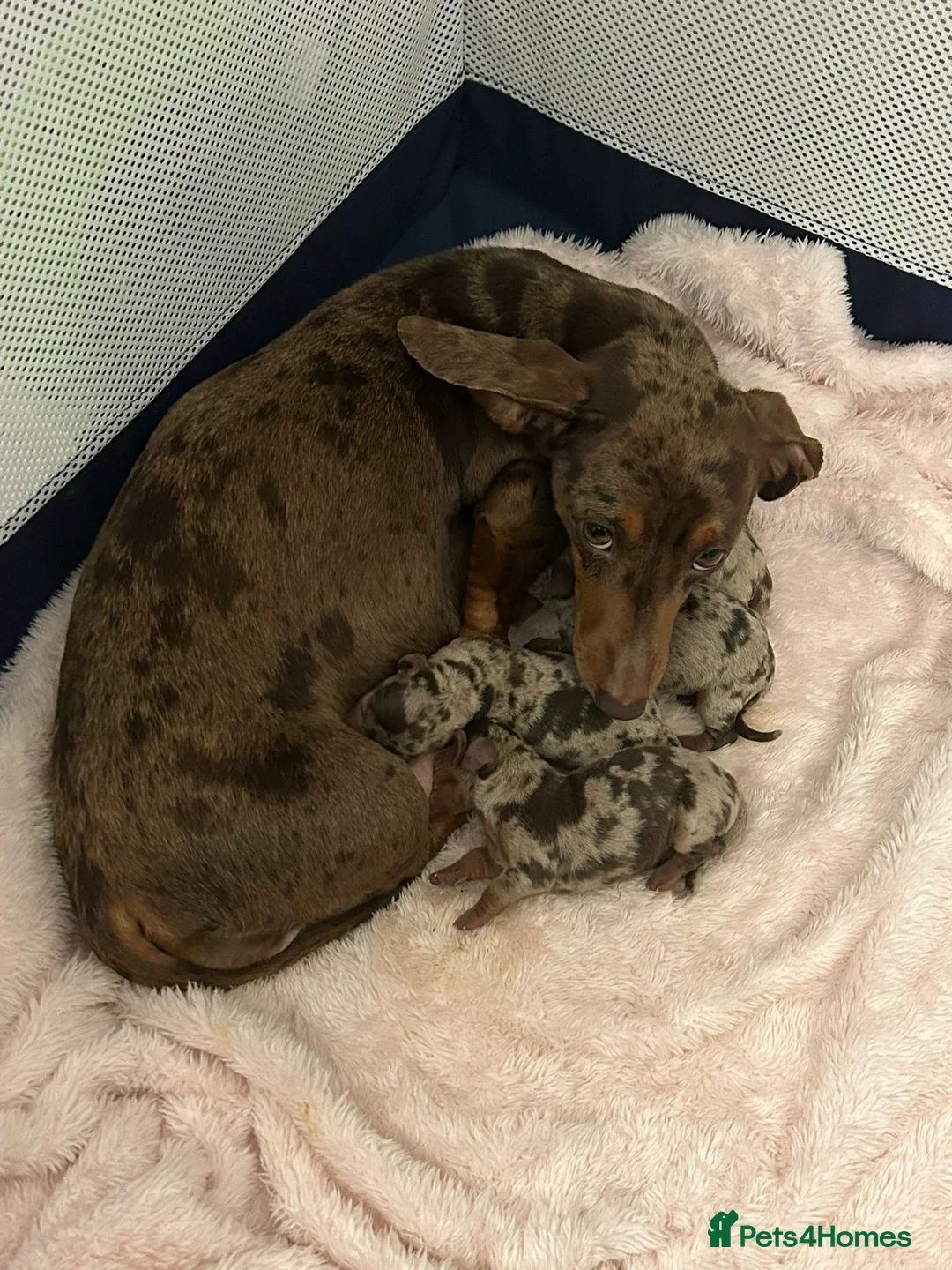 Miniature Dachshund dogs for sale: Miniature Dacshund - Advert 10